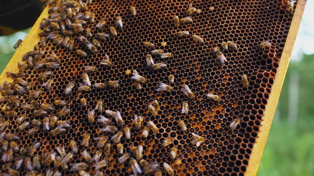 unsplash_9ac1HH6Wdjg_honey harvest.jpg.webp