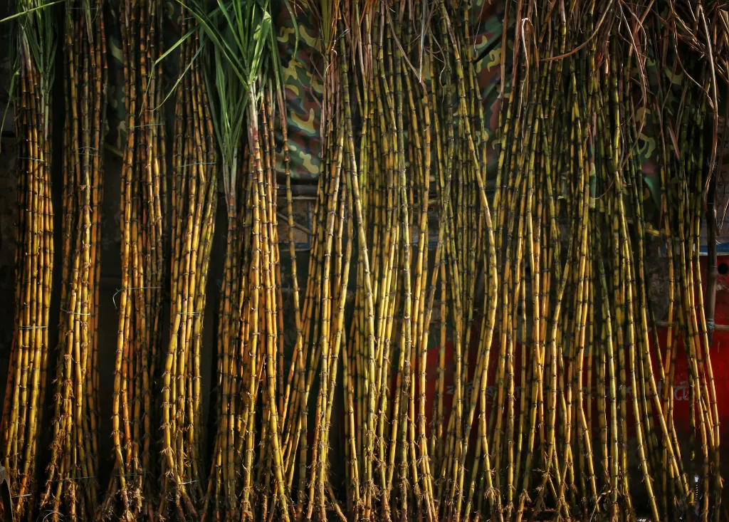 unsplash_cMcdBy7kQUA_sugarcane.webp