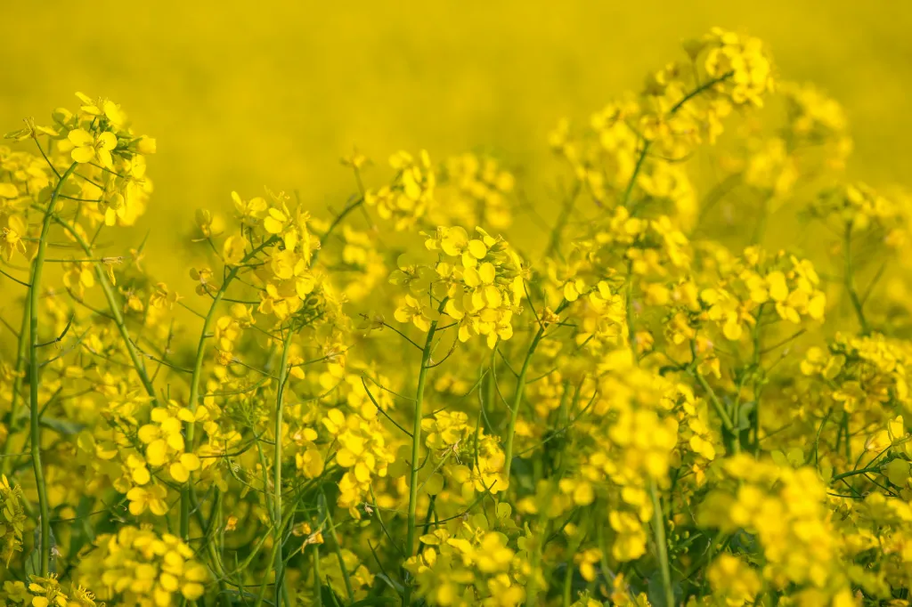 unsplash_DnazVet8pEM_mustard.jpg.webp