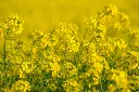 unsplash_DnazVet8pEM_mustard.jpg.webp